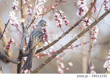 梅 花 鳥 ホトトギスの写真素材