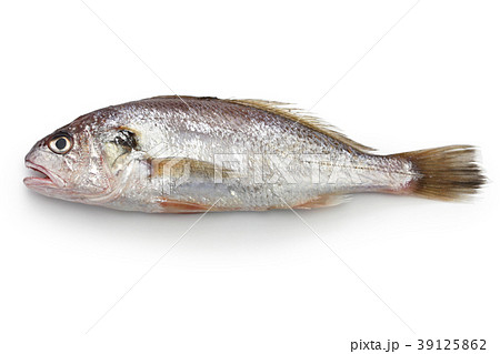 魚 海水魚 イシモチ グチの写真素材 Pixta