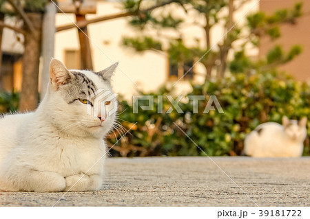 たそがれる猫の写真素材 - PIXTA