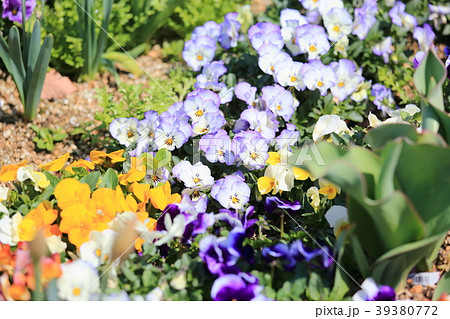 花 ビオラ 花壇 寄せ植えの写真素材