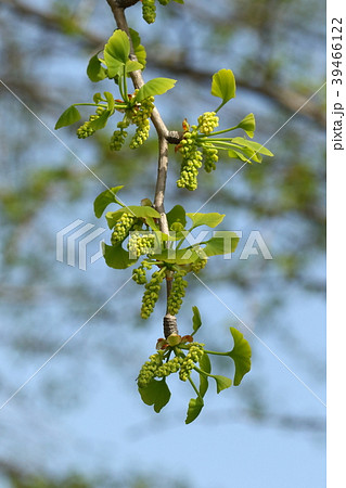 銀杏 公孫樹 雄花 雌花の写真素材