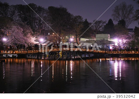 ライトアップ 井の頭公園 井の頭恩賜公園 夜の写真素材