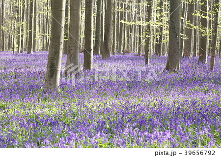 ブルーベル 花 花畑 イングリッシュブルーベルの写真素材