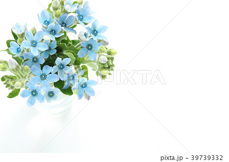 ブルースター 花の写真素材