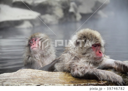 温泉に入る動物の写真素材