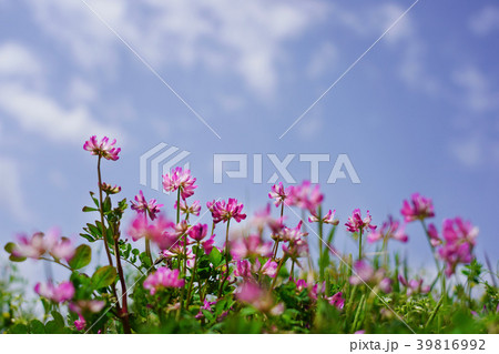 げんげ 花の写真素材 Pixta