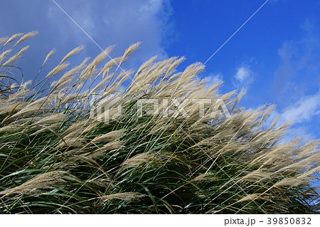 薄 ススキ 秋の七草 花言葉は 活力 の写真素材