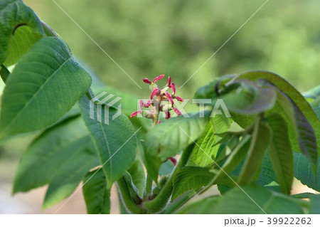 雌花 胡桃 花 樹木の写真素材