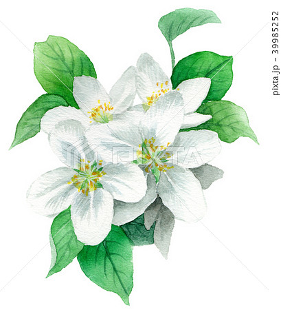 林檎の花 りんごの花 花 手描きの写真素材