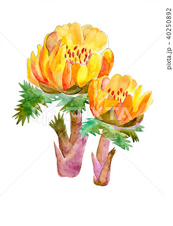 福寿草のイラスト素材