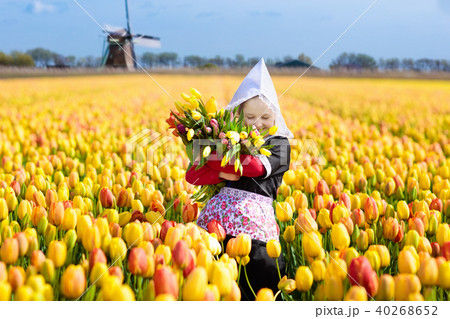 チューリップ 風車 オランダの写真素材