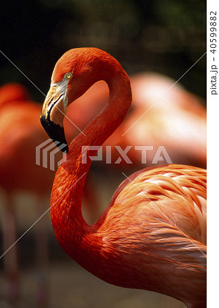 ベニヅル 鳥 くちばしの写真素材 Pixta
