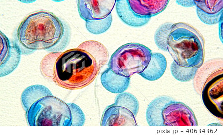 松の花粉 風媒花粉 顕微鏡 顕微鏡写真の写真素材