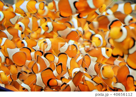 大群 クマノミ 魚 熱帯魚の写真素材 Pixta