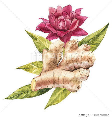 ジンジャー 花のイラスト素材