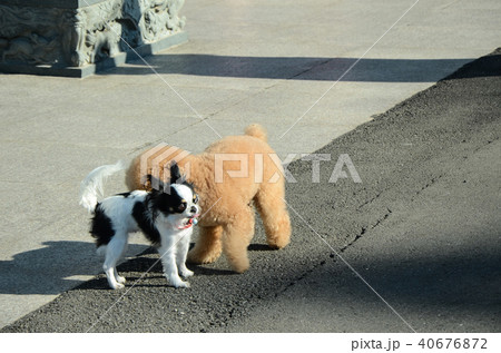 プードル 犬 はしゃぐ イラストの写真素材