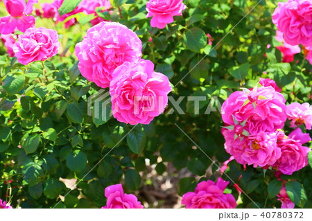 植物 花 バラ サンテグジュペリの写真素材