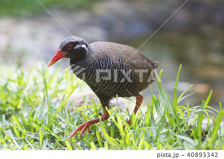 ヤンバルクイナの写真素材