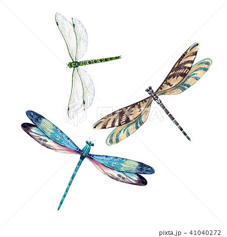 女性に人気 切り絵 とんぼ 水彩画 その他 Www Fonsti Org