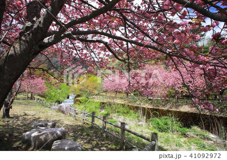 奥琵琶湖 春 桜 高画質の写真素材