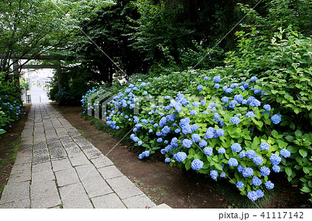 水戸八幡宮 紫陽花 アジサイ あじさいの写真素材