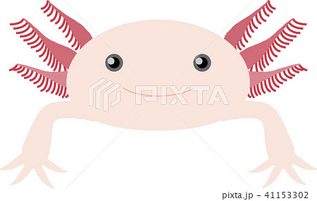 山椒魚のイラスト素材