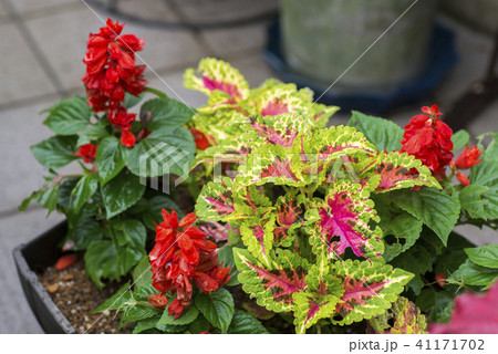 コリウス サルビア 寄せ植えの写真素材