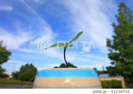 発芽 ヒマワリ 種 息吹の写真素材