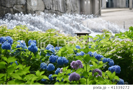 紫陽花 相模大野中央公園 花 植物の写真素材