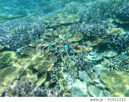 珊瑚 珊瑚礁 海中 テーブルサンゴの写真素材 - PIXTA 珊瑚 珊瑚礁 海中 テーブルサンゴの写真素材 - PIXTA