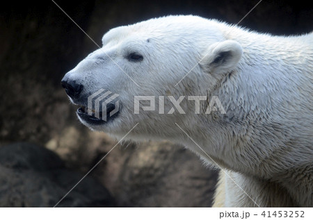 熊 横顔 陸上動物 白色の写真素材