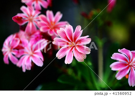 イワハナビ 植物 花の写真素材