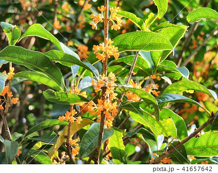 木犀科 植物种类 金桂木犀属植物秋花照片素材