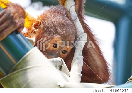 オランウータンの赤ちゃんの写真素材