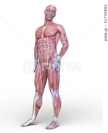 男性 人体模型 筋肉 ポーズのイラスト素材
