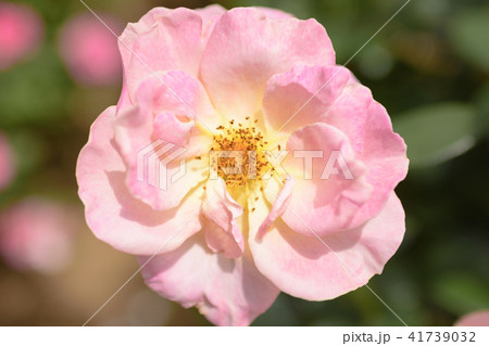 エル バラ 薔薇 花の写真素材