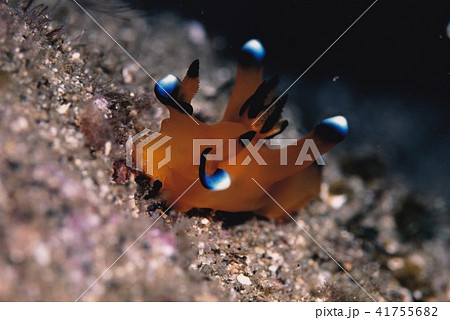 ウデフリツノザヤウミウシ ピカチュウウミウシ ウミウシ 海の写真素材