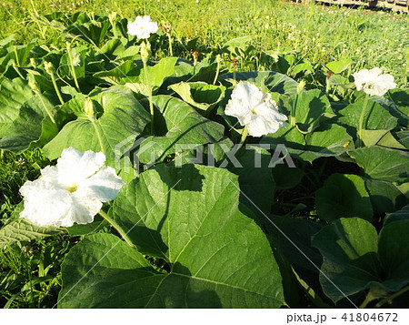 夕顔 かんぴょう 花 野菜の写真素材