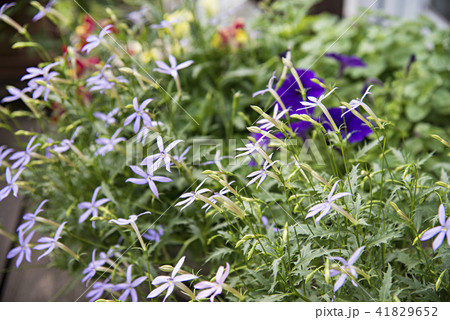 イソトマの花 イソトマの鉢植え 多年草 有毒植物の写真素材