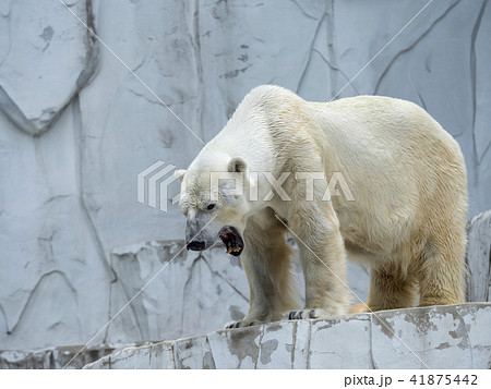 シロクマ ホッキョクグマ 東山動植物園 動物園の写真素材