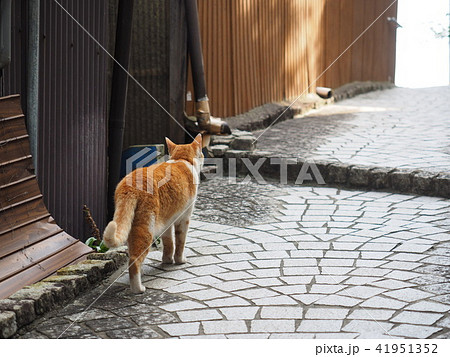 動物 猫 歩く 後ろ姿の写真素材