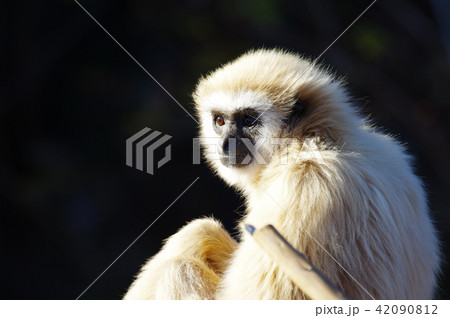 エテコウの写真素材