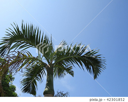 棕櫚の木 シュロの木 葉 ヤシ科の写真素材