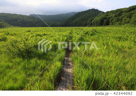 宮床湿原の写真素材 Pixta