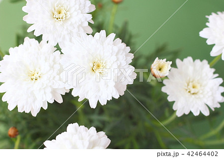 マーガレット 白い花 花 八重の写真素材