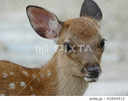 子鹿 鹿 バンビ 振り返るの写真素材