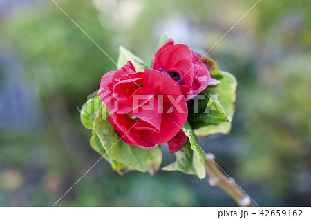 ポインセチア ウィンターローズ の写真素材