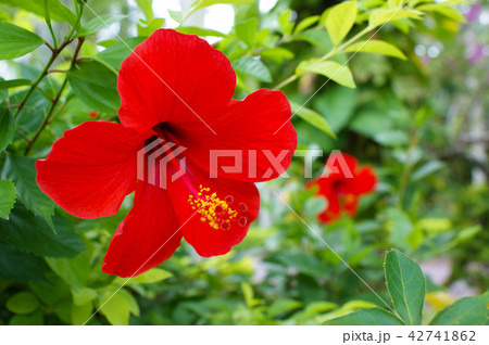 赤花 Okinawa 沖縄県 沖縄の写真素材
