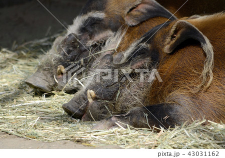 猪 アカカワイノシシ 陸上動物 耳の写真素材