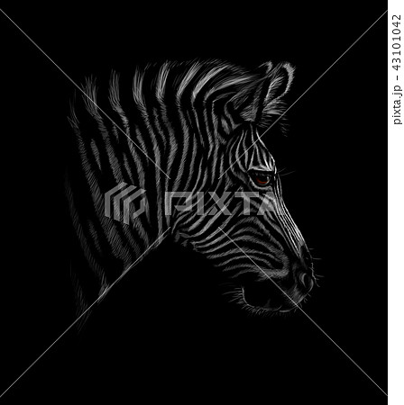 しまうま シマウマ ゼブラ 黒色のイラスト素材 - PIXTA